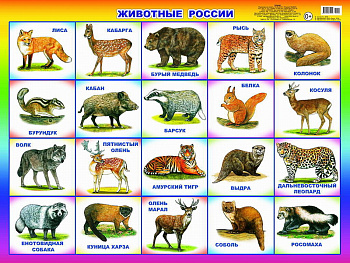 Плакат обуч. Животные России 0+